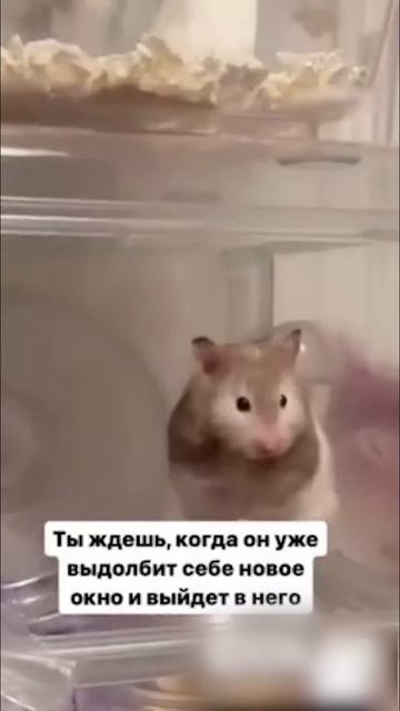 Хомяки бесятся в клетке. Сосед с перфоратором #хомяк #смешныехомяки #юмор #смешныеживотные #figase