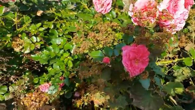 Работаю в саду и огороде часть (9)