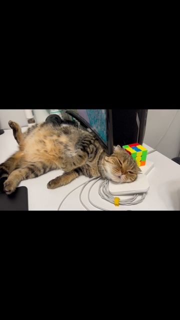 Милая спящая шотландская вислоухая кошечка 🐈