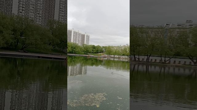 Утята-огарята