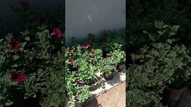 Тайдалы рассада перед стрижкой
