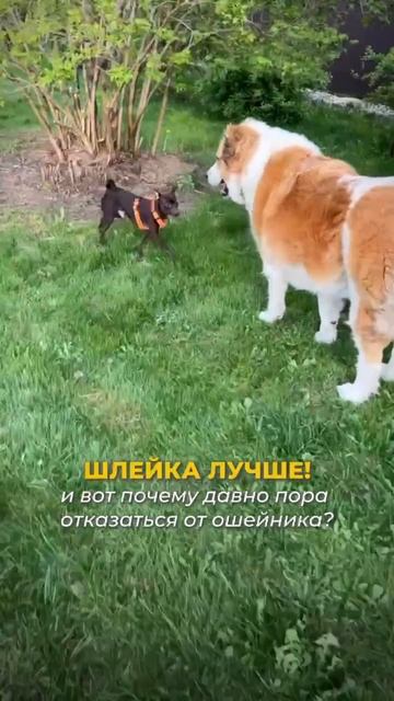 ХЕЙТЕРЫ, ГОТОВЬТЕСЬ! 
Шлейки не влияют на заложенную в генетике структуру костяка ❗️