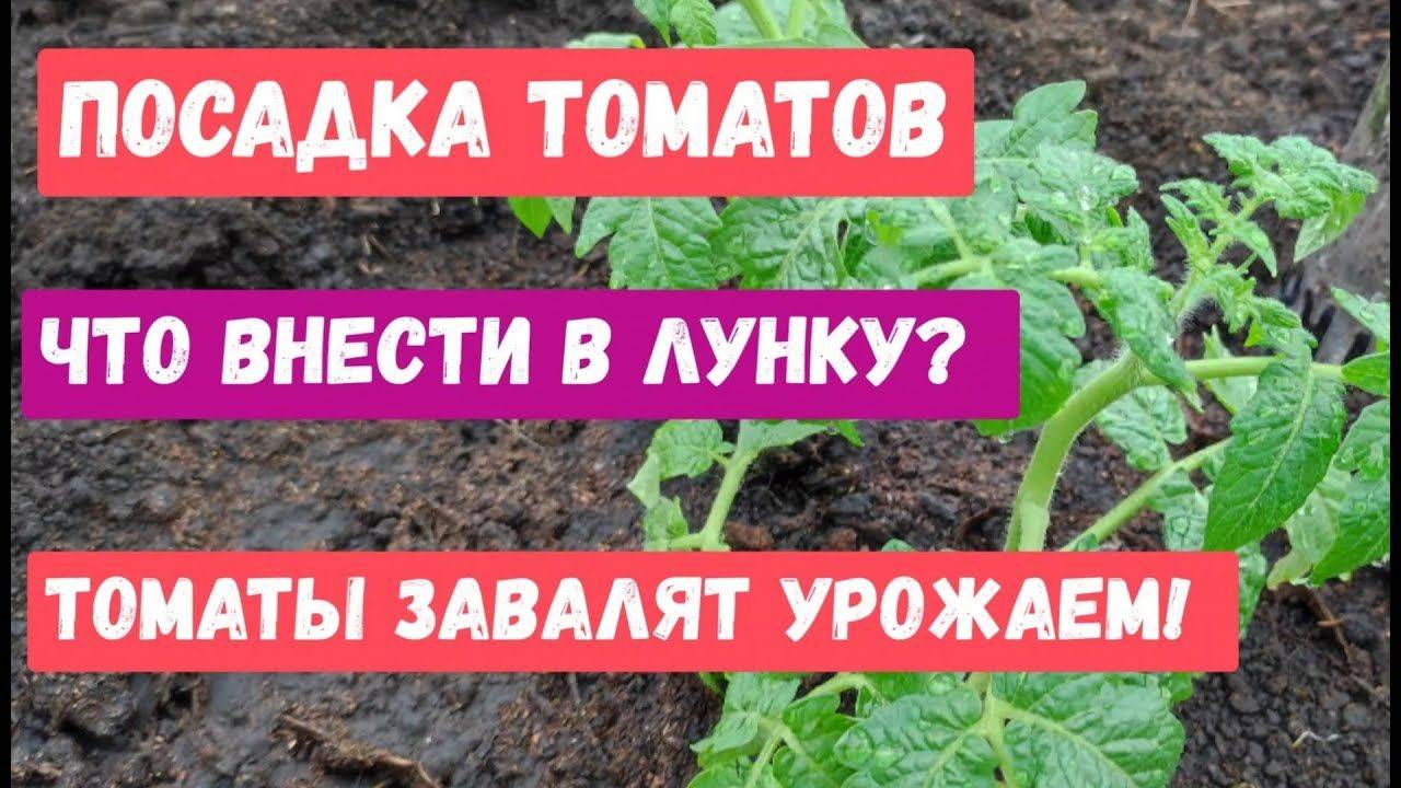 ЧТО ВАЖНО ЗНАТЬ ПРИ ПОСАДКЕ ТОМАТОВ!