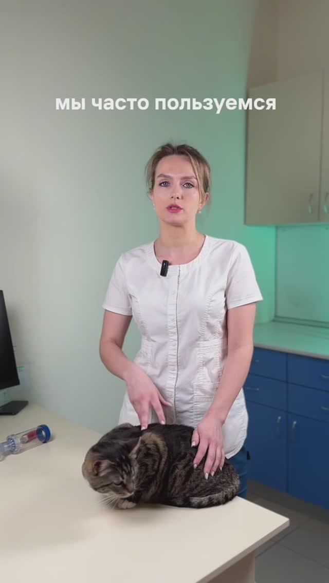 Рассказываем подробно об аэрозольной ингаляции для кошек🐱