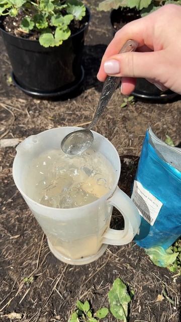 Сделай так с Геранью в Мае, зацветет пышной шапкой! #герань