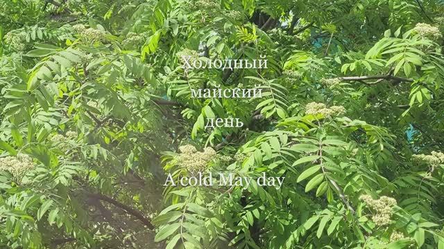 Холодный майский день. A cold May day