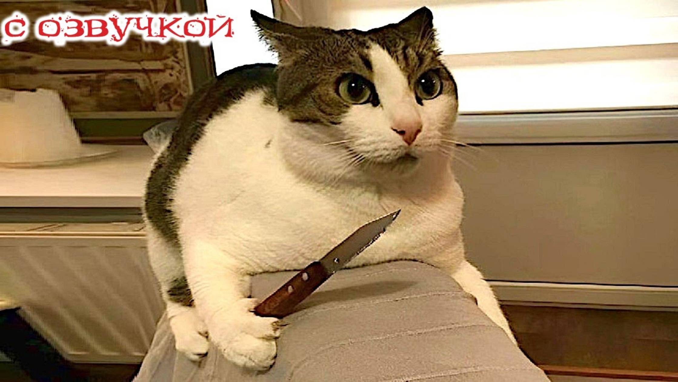 Приколы с котами! С ОЗВУЧКОЙ! Самые смешные коты! Смешные видео про животных!
