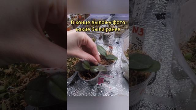 семенное размножение орхидей, результаты на сегодня, показываю свои гибриды