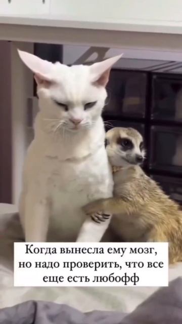 Юмор