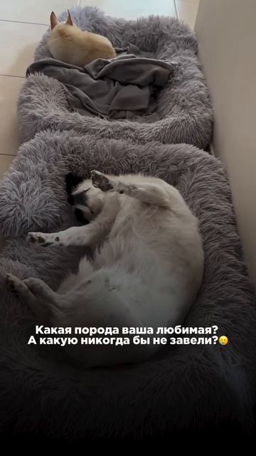 Какая порода ваша любимая?🤩 А какую никогда бы не завели?
#собака #щенок #кинолог #кинологонлайн