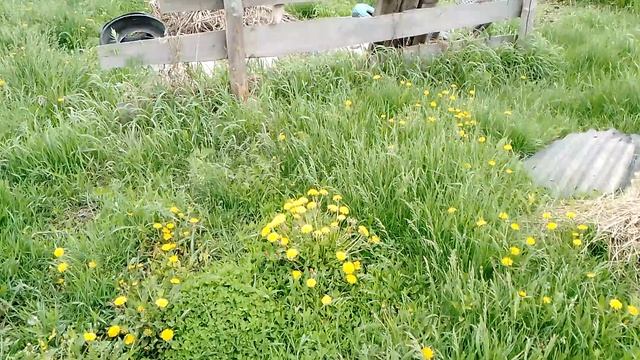 За 18.05.25. Кошу траву 🙂. mp4