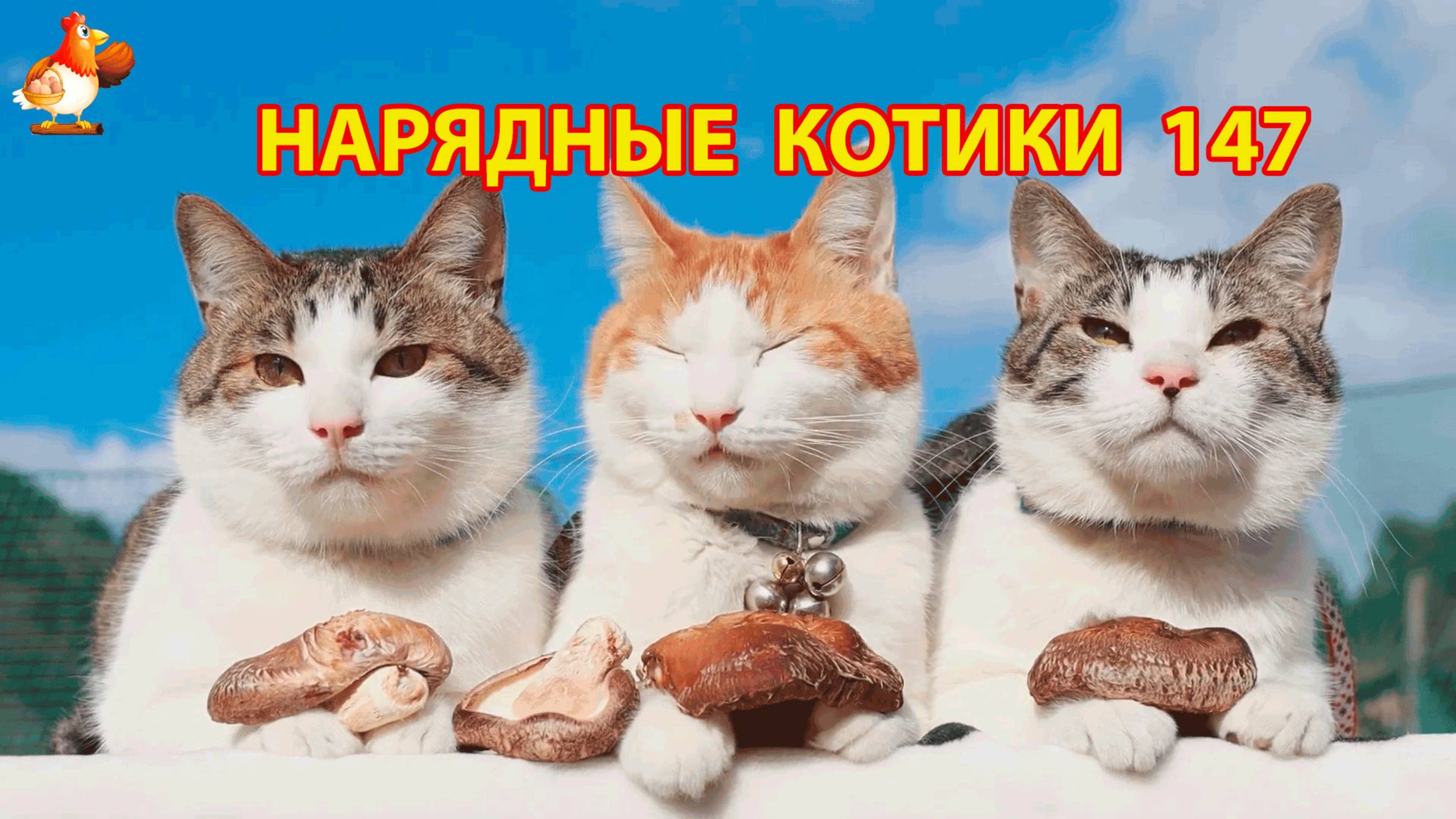 Нарядные Котики расслабляются на солнышке 🌞 🐈🐈🐈 (147)