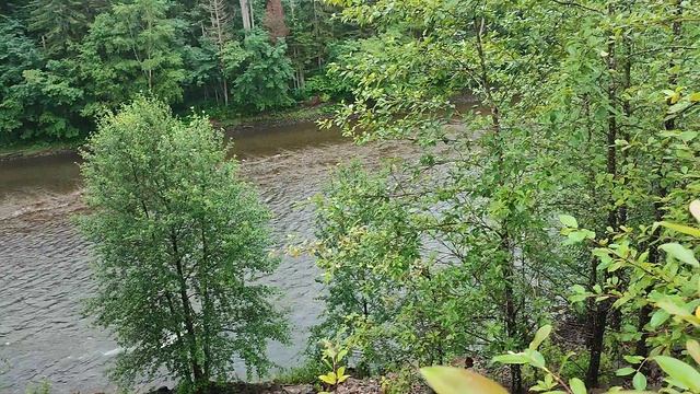 Дождь. Тайга умывается. Обильная. Нанцы.