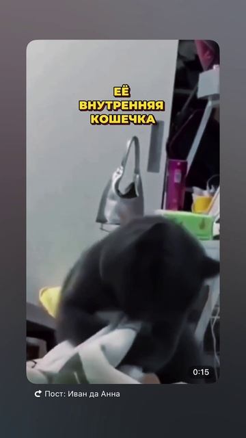 Милая кошечка 😻