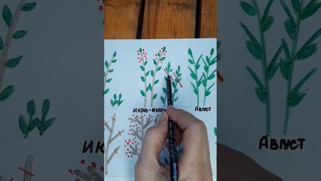 Как вырастить малиновое дерево