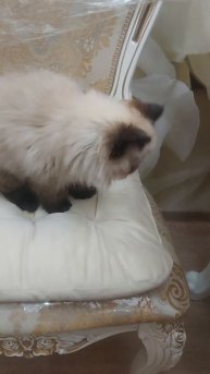 Гималайская кошечка