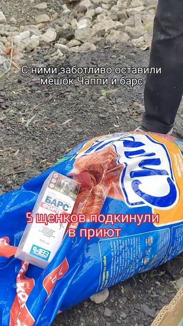Щенков подкинули в приют😟