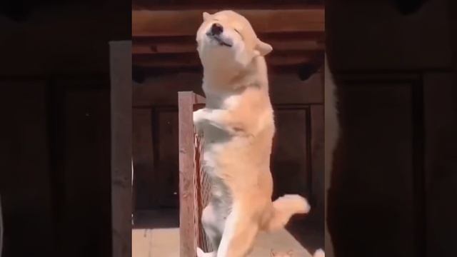 1000073313.mp4