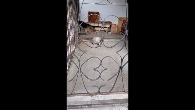 Собака. Кот. Том и Фокс