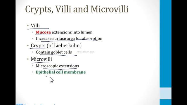 Gastroenterology - 1. Anatomy - 4.Gastrointestinal Tract atf