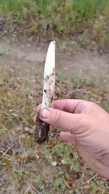 Самый вонючий гриб