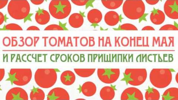 Обзор томатов в теплице на конец мая.
