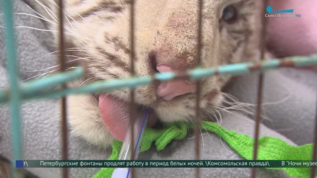 Избавление от катаракты тигрёнка. Петербургские ветеринары провели уникальную операцию