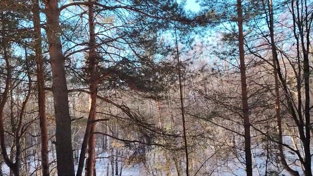 Когда начальник самодур. Сосновый лес. Солнечно. Мороз