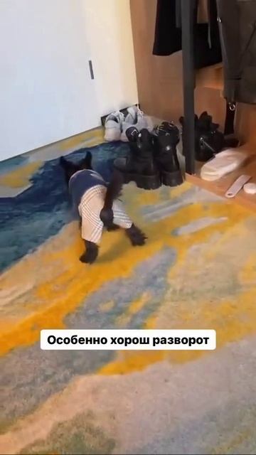 Сабака живой истукан
