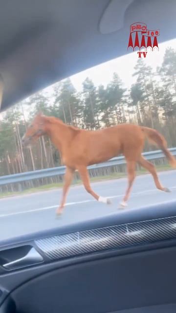 В Ленобласти