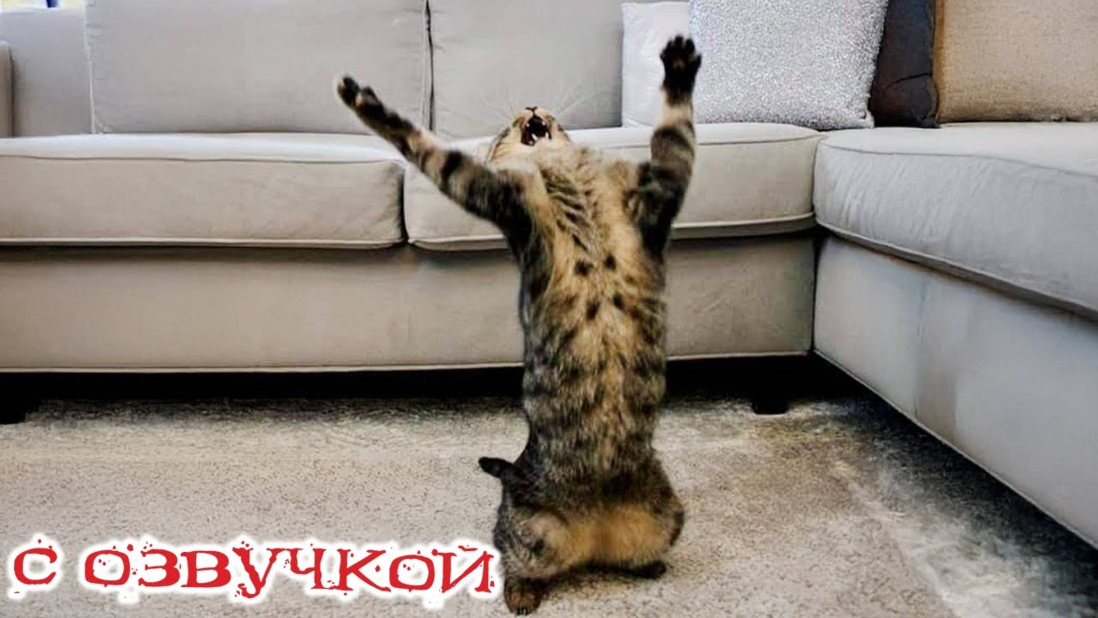 Приколы с котами!! Смешные коты!  С ОЗВУЧКОЙ!! Самые смешные животные! Смешные видео про котов!