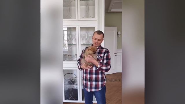 Питомник щенков померанского шпица в Киеве