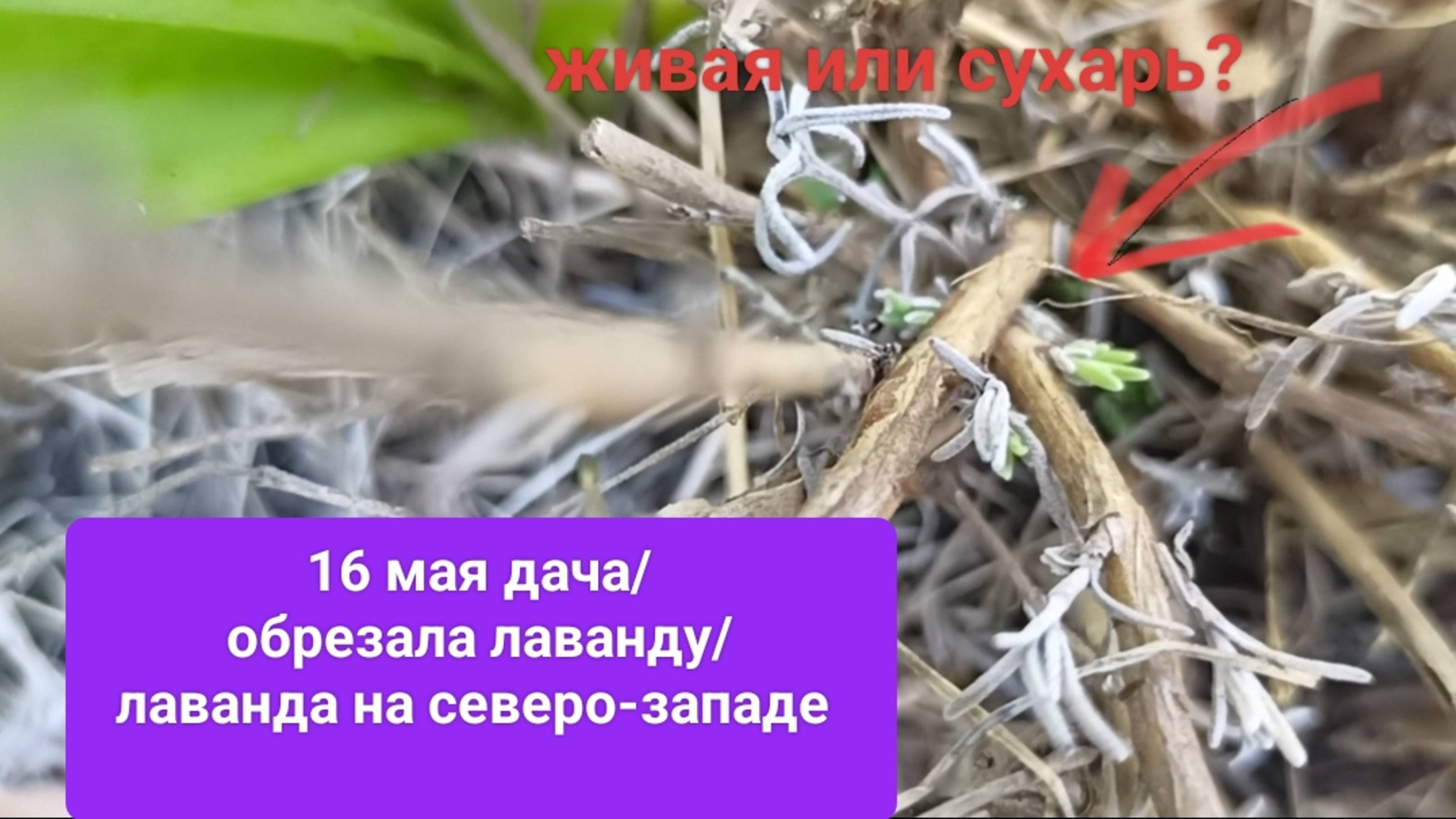 16мая дача/ обрезала лаванду/ лаванда на северо-западе