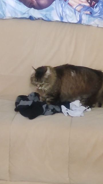 кот