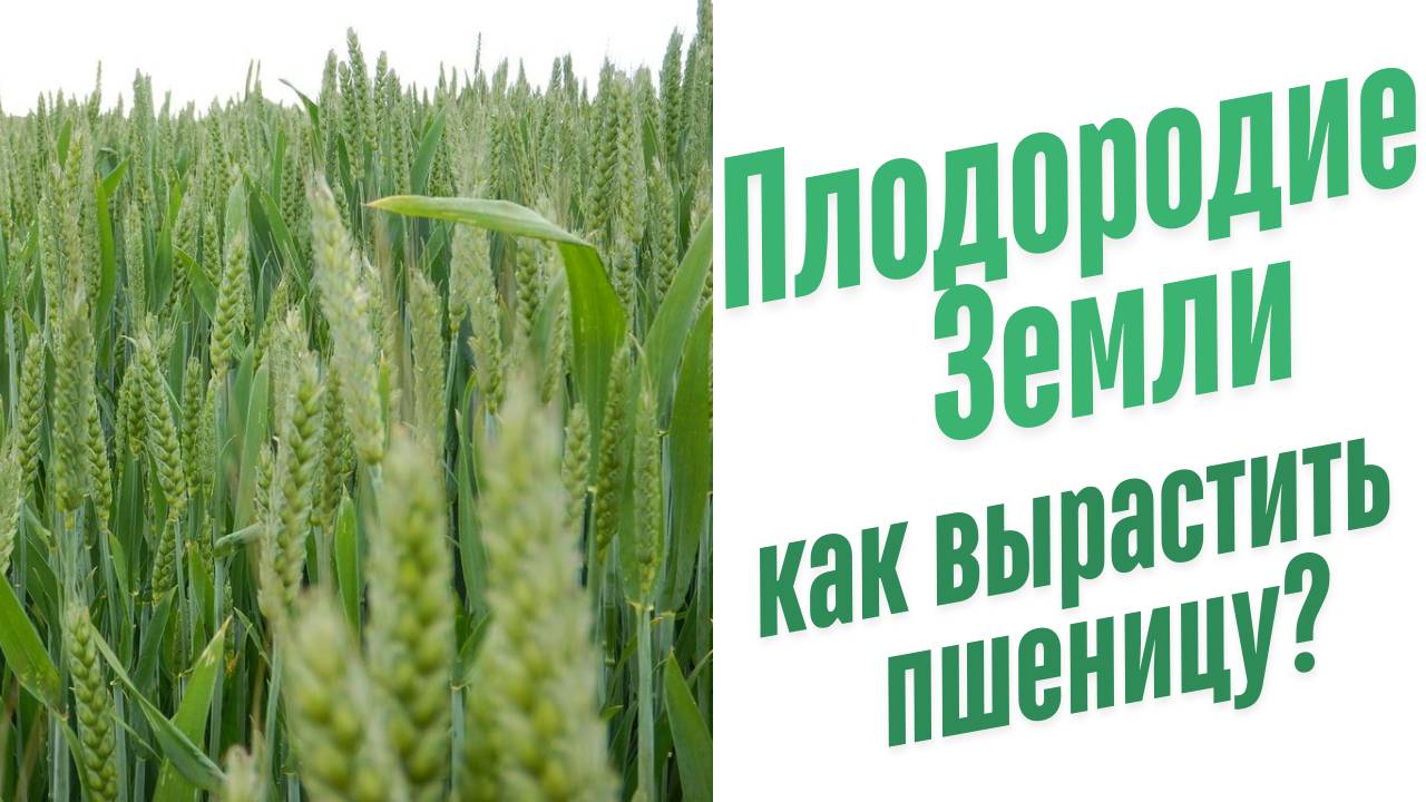 Как вырастить пшеницу?