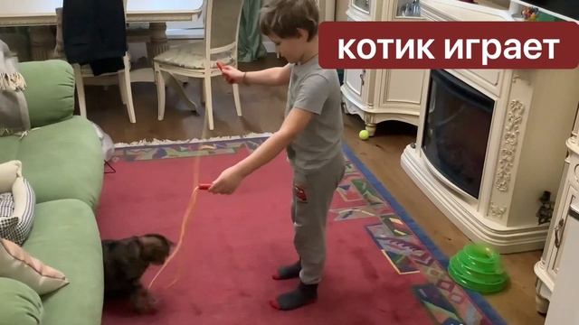 кот решил попрыгать на скакалке