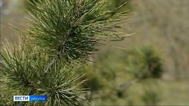 Угроза заморозков сохраняется в Прибайкалье на этой неделе