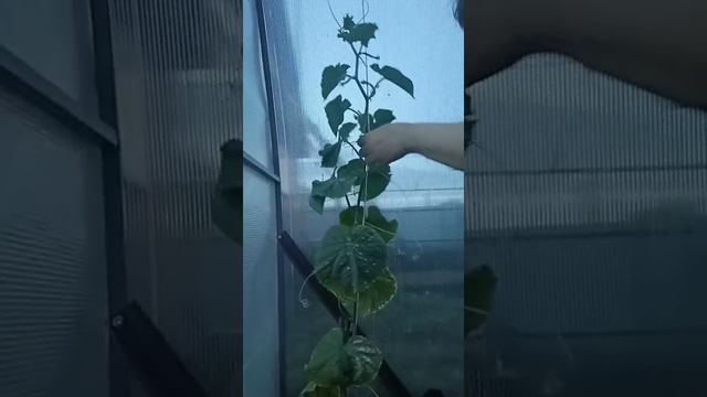 как омолодить огурец если он уже давно растет и у него нижние листья уже желтеют