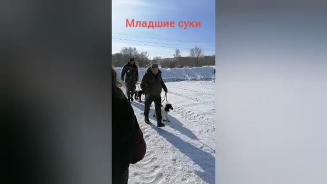 Спаниели поволжья выставка 2024г.
