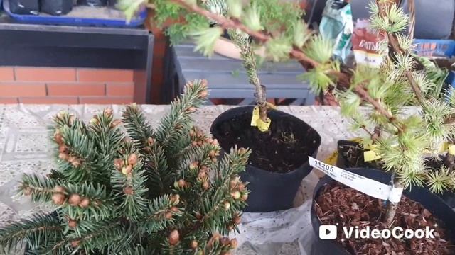 25. Пополнение хвойной коллекции.. Распаковка посылки с хвойными растениями.