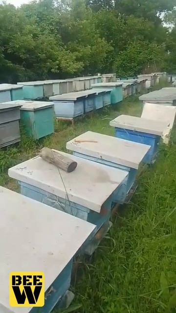 Степаныч и пчёлы