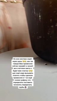 Белладонна Милославская (1242)