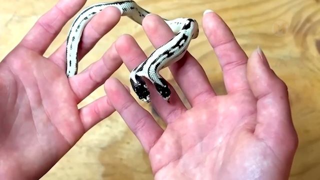 Если бы Это Видео не Сняли на Камеру, Никто бы Точно не Поверил