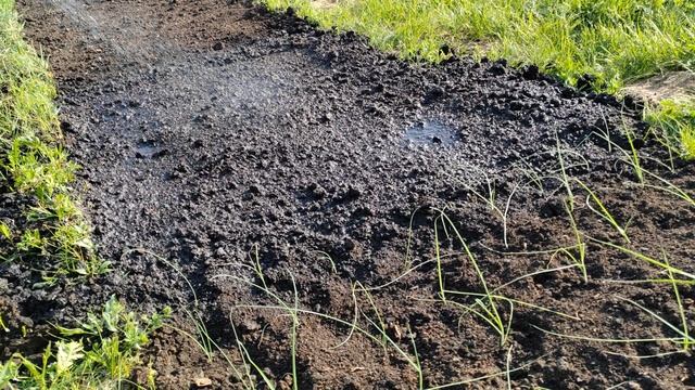 Из Москвы в село, что бы сажать лук. Посадка лука Штутгарден Ризен. Как сажать лук. Лук на рассаду.