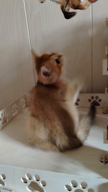 Шотландский тикированный котенок