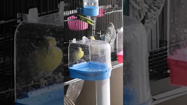 🐦
