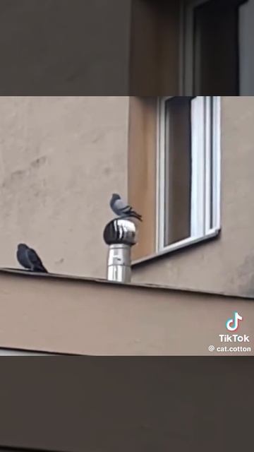 сегодня в белом танце кружимся