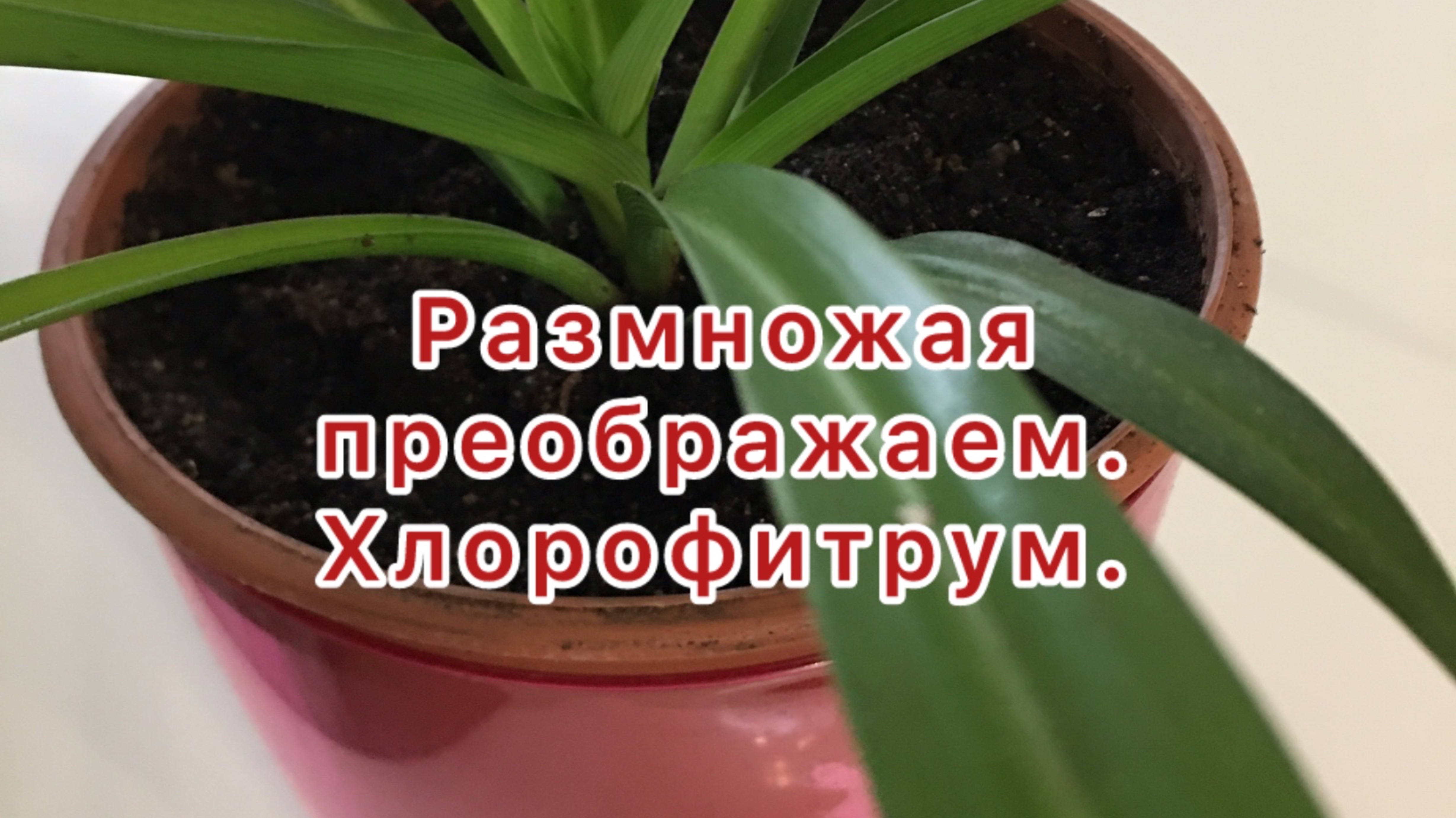 Хлорофитрум.
Размножая преображаем!
