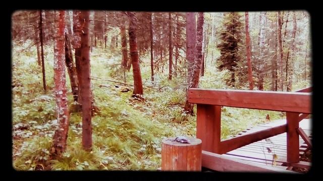 Птички и пенёк