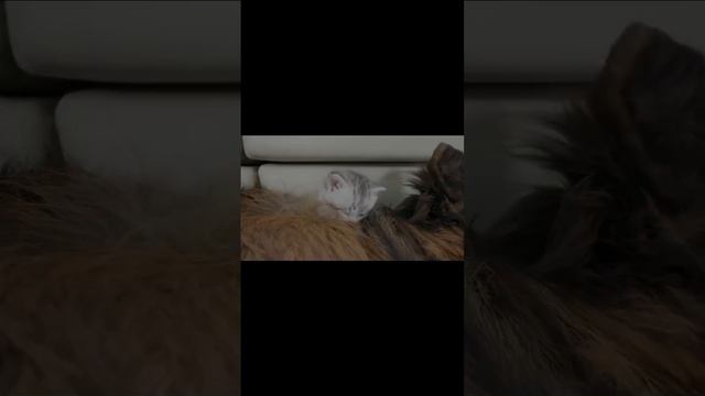 подборка котиков